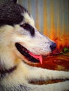 Husky dog Ã¢â¬â¹Ã¢â¬â¹portrait exhausted after playing